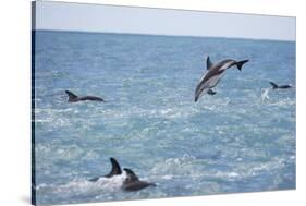 Dusky Dolphin Leaping-Paul Souders-Stretched Canvas