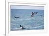 Dusky Dolphin Leaping-Paul Souders-Framed Photographic Print