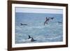 Dusky Dolphin Leaping-Paul Souders-Framed Photographic Print