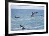 Dusky Dolphin Leaping-Paul Souders-Framed Photographic Print