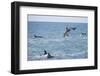 Dusky Dolphin Leaping-Paul Souders-Framed Photographic Print