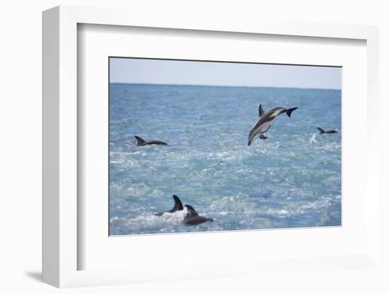 Dusky Dolphin Leaping-Paul Souders-Framed Photographic Print