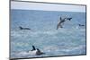 Dusky Dolphin Leaping-Paul Souders-Mounted Photographic Print