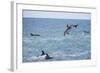 Dusky Dolphin Leaping-Paul Souders-Framed Photographic Print