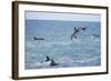 Dusky Dolphin Leaping-Paul Souders-Framed Photographic Print