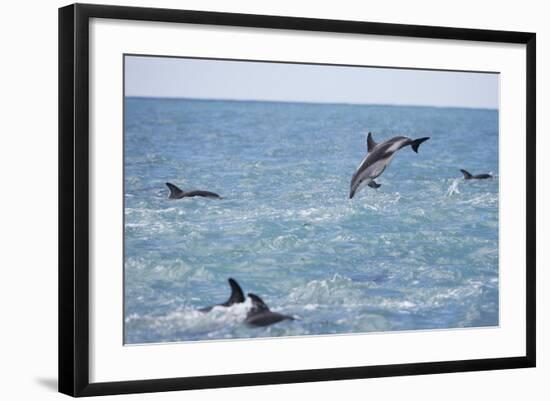 Dusky Dolphin Leaping-Paul Souders-Framed Photographic Print