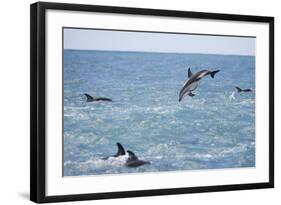 Dusky Dolphin Leaping-Paul Souders-Framed Photographic Print