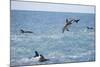 Dusky Dolphin Leaping-Paul Souders-Mounted Photographic Print