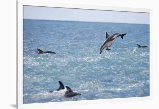 Dusky Dolphin Leaping-Paul Souders-Framed Photographic Print