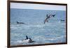 Dusky Dolphin Leaping-Paul Souders-Framed Photographic Print