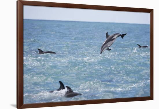 Dusky Dolphin Leaping-Paul Souders-Framed Photographic Print