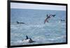 Dusky Dolphin Leaping-Paul Souders-Framed Photographic Print