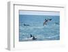 Dusky Dolphin Leaping-Paul Souders-Framed Photographic Print