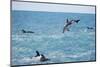 Dusky Dolphin Leaping-Paul Souders-Mounted Photographic Print