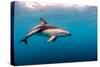 Dusky Dolphin Off of Kaikoura, New Zealand-James White-Stretched Canvas