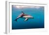 Dusky Dolphin Off of Kaikoura, New Zealand-James White-Framed Photographic Print