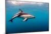 Dusky Dolphin Off of Kaikoura, New Zealand-James White-Mounted Photographic Print