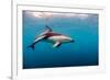 Dusky Dolphin Off of Kaikoura, New Zealand-James White-Framed Photographic Print