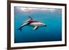 Dusky Dolphin Off of Kaikoura, New Zealand-James White-Framed Photographic Print