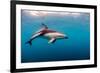 Dusky Dolphin Off of Kaikoura, New Zealand-James White-Framed Photographic Print