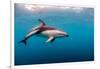 Dusky Dolphin Off of Kaikoura, New Zealand-James White-Framed Photographic Print