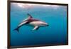 Dusky Dolphin Off of Kaikoura, New Zealand-James White-Framed Photographic Print