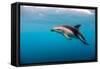 Dusky Dolphin Off of Kaikoura, New Zealand-James White-Framed Stretched Canvas