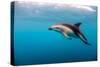 Dusky Dolphin Off of Kaikoura, New Zealand-James White-Stretched Canvas