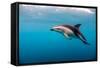 Dusky Dolphin Off of Kaikoura, New Zealand-James White-Framed Stretched Canvas