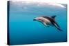 Dusky Dolphin Off of Kaikoura, New Zealand-James White-Stretched Canvas