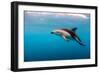 Dusky Dolphin Off of Kaikoura, New Zealand-James White-Framed Photographic Print