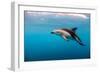 Dusky Dolphin Off of Kaikoura, New Zealand-James White-Framed Photographic Print