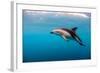 Dusky Dolphin Off of Kaikoura, New Zealand-James White-Framed Photographic Print