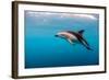 Dusky Dolphin Off of Kaikoura, New Zealand-James White-Framed Photographic Print