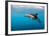 Dusky Dolphin Off of Kaikoura, New Zealand-James White-Framed Photographic Print