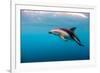 Dusky Dolphin Off of Kaikoura, New Zealand-James White-Framed Photographic Print