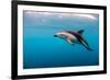 Dusky Dolphin Off of Kaikoura, New Zealand-James White-Framed Photographic Print