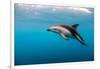 Dusky Dolphin Off of Kaikoura, New Zealand-James White-Framed Photographic Print