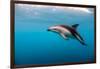 Dusky Dolphin Off of Kaikoura, New Zealand-James White-Framed Photographic Print