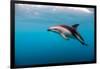 Dusky Dolphin Off of Kaikoura, New Zealand-James White-Framed Photographic Print