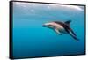 Dusky Dolphin Off of Kaikoura, New Zealand-James White-Framed Stretched Canvas