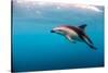 Dusky Dolphin Off of Kaikoura, New Zealand-James White-Stretched Canvas