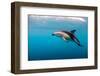 Dusky Dolphin Off of Kaikoura, New Zealand-James White-Framed Photographic Print