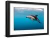 Dusky Dolphin Off of Kaikoura, New Zealand-James White-Framed Photographic Print