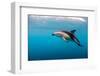 Dusky Dolphin Off of Kaikoura, New Zealand-James White-Framed Photographic Print