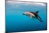 Dusky Dolphin Off of Kaikoura, New Zealand-James White-Mounted Photographic Print