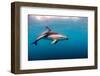 Dusky Dolphin Off of Kaikoura, New Zealand-James White-Framed Photographic Print