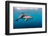 Dusky Dolphin Off of Kaikoura, New Zealand-James White-Framed Photographic Print