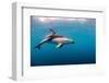 Dusky Dolphin Off of Kaikoura, New Zealand-James White-Framed Photographic Print