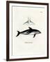 Dusky Dolphin-null-Framed Giclee Print